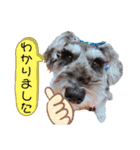 シュナウザーの虎十郎 2（個別スタンプ：10）