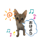 ヨコハマの男  ピノ☆（個別スタンプ：1）