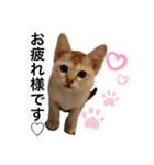 ヨコハマの男  ピノ☆（個別スタンプ：4）