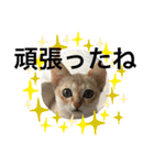 ヨコハマの男  ピノ☆（個別スタンプ：18）
