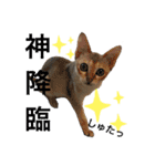ヨコハマの男  ピノ☆（個別スタンプ：21）