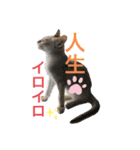 ヨコハマの男  ピノ☆（個別スタンプ：25）