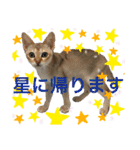ヨコハマの男  ピノ☆（個別スタンプ：31）