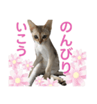 ヨコハマの男  ピノ☆（個別スタンプ：38）