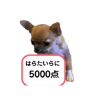 関西弁ちわわ 2（個別スタンプ：7）