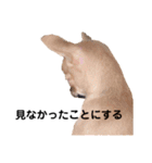 関西弁ちわわ 2（個別スタンプ：16）