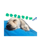 青空日記！！青空くんのLINEスタンプ♫（個別スタンプ：2）