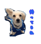 青空日記！！青空くんのLINEスタンプ♫（個別スタンプ：7）