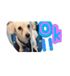 青空日記！！青空くんのLINEスタンプ♫（個別スタンプ：11）