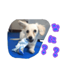 青空日記！！青空くんのLINEスタンプ♫（個別スタンプ：13）