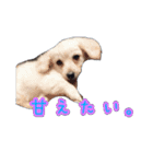 青空日記！！青空くんのLINEスタンプ♫（個別スタンプ：16）