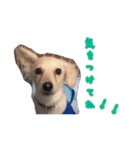 青空日記！！青空くんのLINEスタンプ♫（個別スタンプ：19）