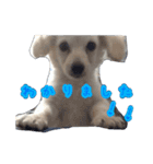 青空日記！！青空くんのLINEスタンプ♫（個別スタンプ：20）