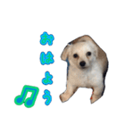 青空日記！！青空くんのLINEスタンプ♫（個別スタンプ：21）