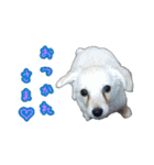 青空日記！！青空くんのLINEスタンプ♫（個別スタンプ：22）