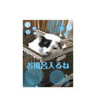 チョビ丸☆No.1（個別スタンプ：6）