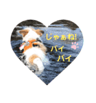 ルーしゃんがんばるんば（個別スタンプ：5）