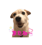 ルーしゃんがんばるんば（個別スタンプ：6）