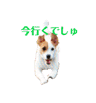 ルーしゃんがんばるんば（個別スタンプ：8）
