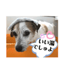 ルーしゃんがんばるんば（個別スタンプ：11）