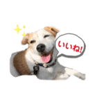 ルーしゃんがんばるんば（個別スタンプ：13）