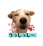 ルーしゃんがんばるんば（個別スタンプ：18）
