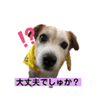 ルーしゃんがんばるんば（個別スタンプ：20）
