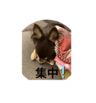 あずきの生活（個別スタンプ：7）
