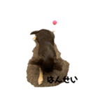 あずきの生活（個別スタンプ：8）