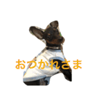 ミニピンのしおたん（個別スタンプ：11）