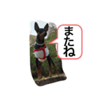 ミニピンのしおたん（個別スタンプ：13）