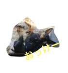 ミニピンのしおたん（個別スタンプ：19）