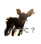 ミニピンのしおたん（個別スタンプ：23）