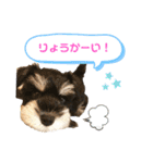 うちのキンちゃん〜シュナ〜（個別スタンプ：4）