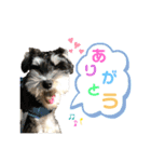 うちのキンちゃん〜シュナ〜（個別スタンプ：6）