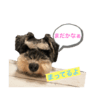 うちのキンちゃん〜シュナ〜（個別スタンプ：11）