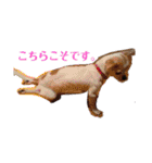 親バカスタンプ⑤（個別スタンプ：2）