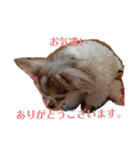 親バカスタンプ⑤（個別スタンプ：12）