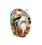 親バカスタンプ⑤（個別スタンプ：18）