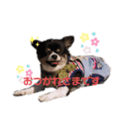 チワワのるーくん！（個別スタンプ：1）