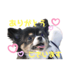 チワワのるーくん！（個別スタンプ：2）