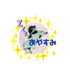 チワワのるーくん！（個別スタンプ：6）