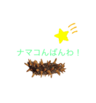ホヤ、ナマコ、アワビ海産物スタンプ2（個別スタンプ：4）