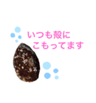 ホヤ、ナマコ、アワビ海産物スタンプ2（個別スタンプ：12）