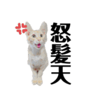 ねこどものすたんぷ（個別スタンプ：4）