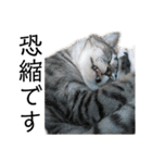 ねこどものすたんぷ（個別スタンプ：6）