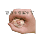 ねこどものすたんぷ（個別スタンプ：7）