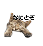 ねこどものすたんぷ（個別スタンプ：11）