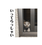 ねこどものすたんぷ（個別スタンプ：16）