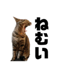ねこどものすたんぷ（個別スタンプ：18）